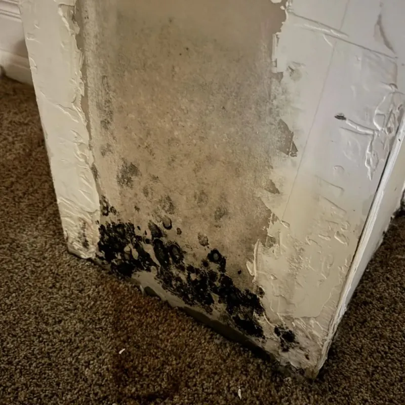 Professional Mold Removal in Wyoming, MN